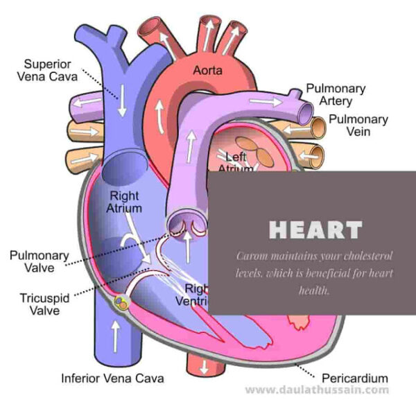Ajwain Seeds Health Benefits Side Effect How To Use Ajwain {2020}
