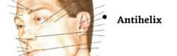 Glabella