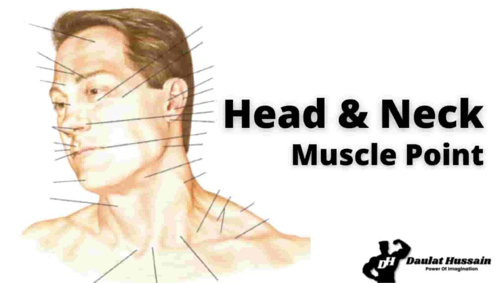 Anatomy of Human Head & Neck Atlas