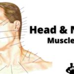 Anatomy of Human Head & Neck Atlas, Interior- Exterior Human Body.