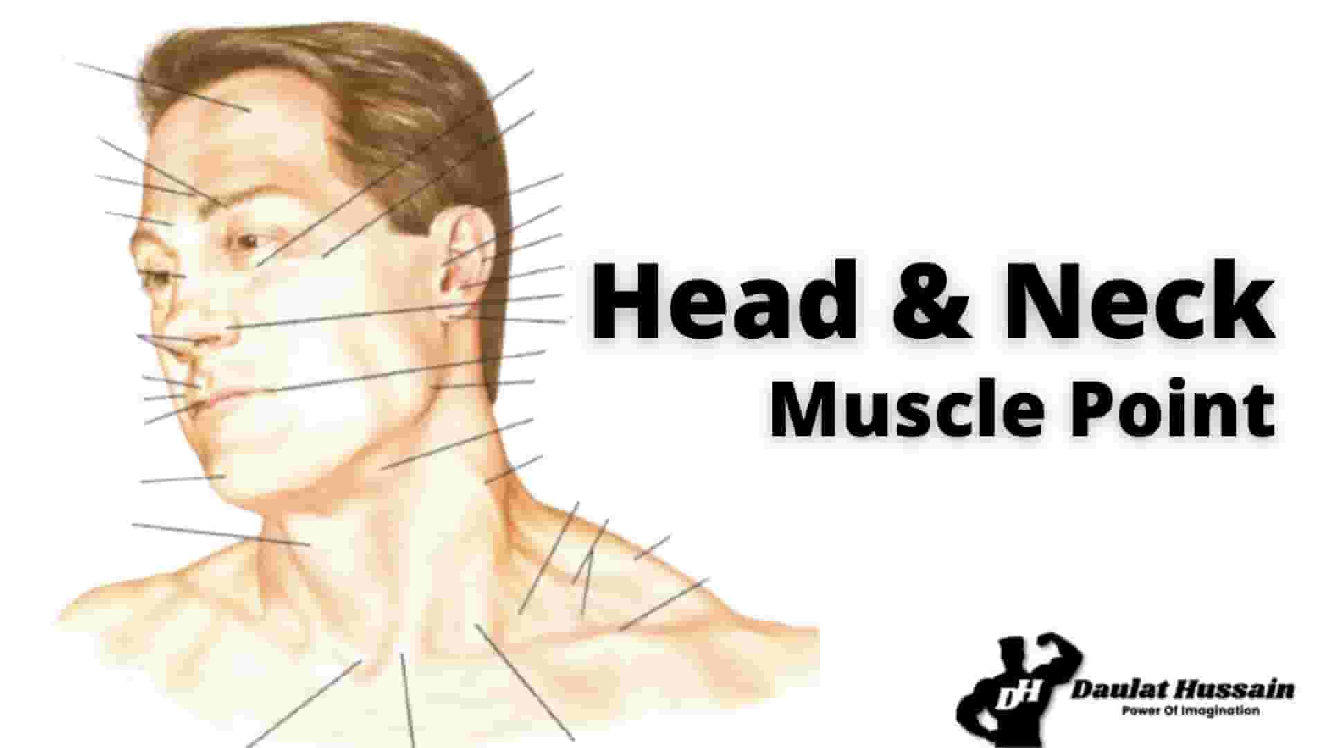 Read more about the article Anatomy of Human Head & Neck Atlas, Interior- Exterior Human Body.
